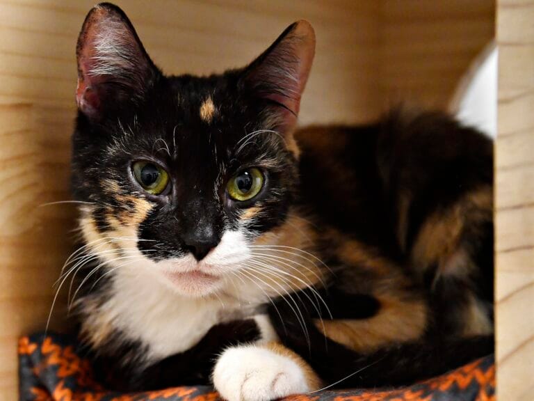 Calico cat resting in a shelter