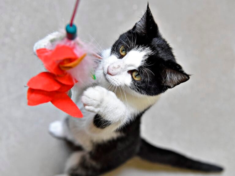 Playful black and white kitten