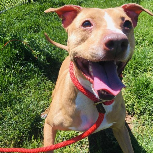 Happy dog with red leash outdoors