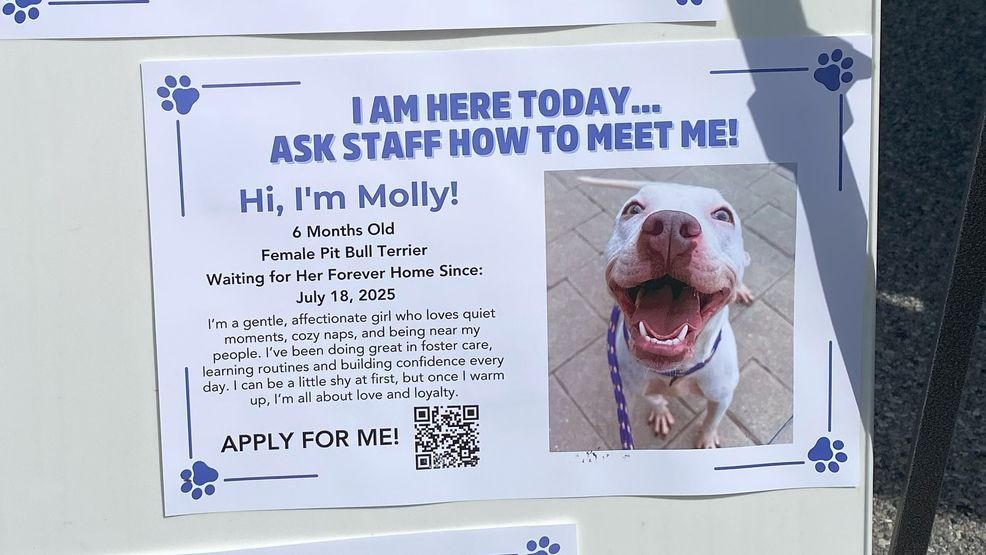 7f05795f a4a2 4553 bff0 cbdbe16a1e69 yorkspcacleartheshelterdogsign