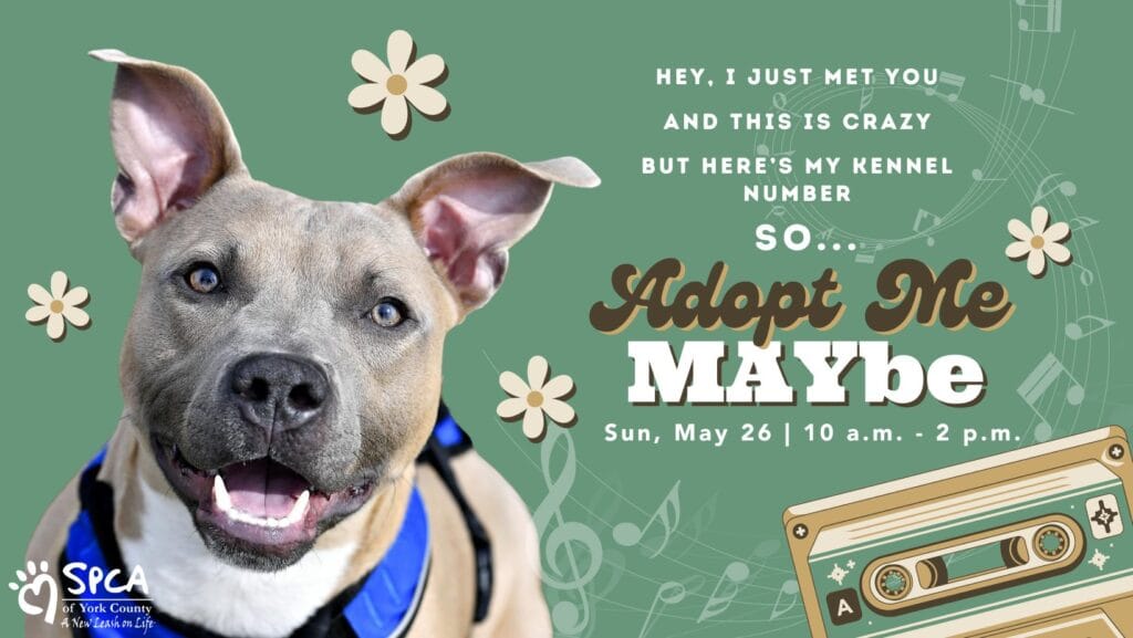 Dog adoption event promotional graphic