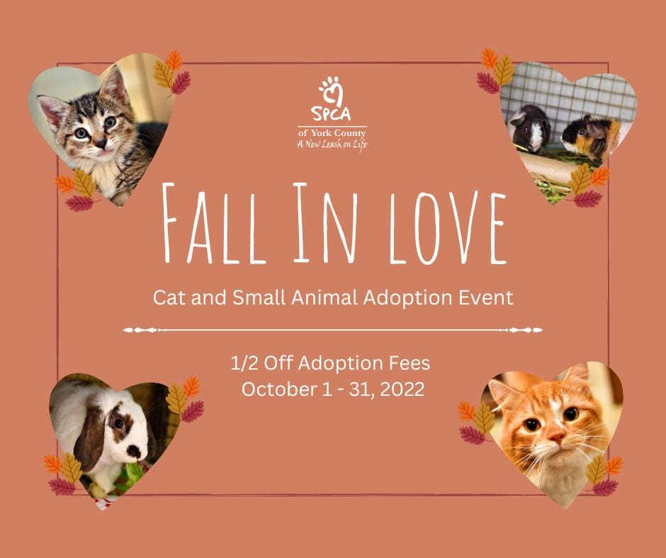 Adoption event for cats and small animals
