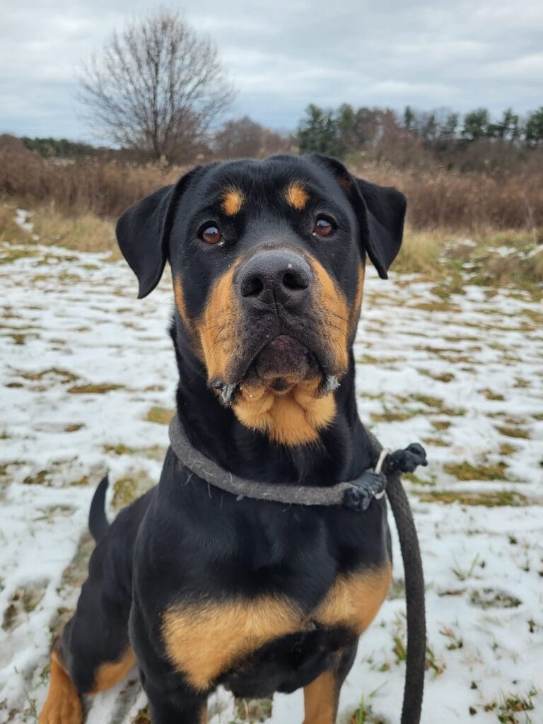 Rottweiler standing in snowy field.