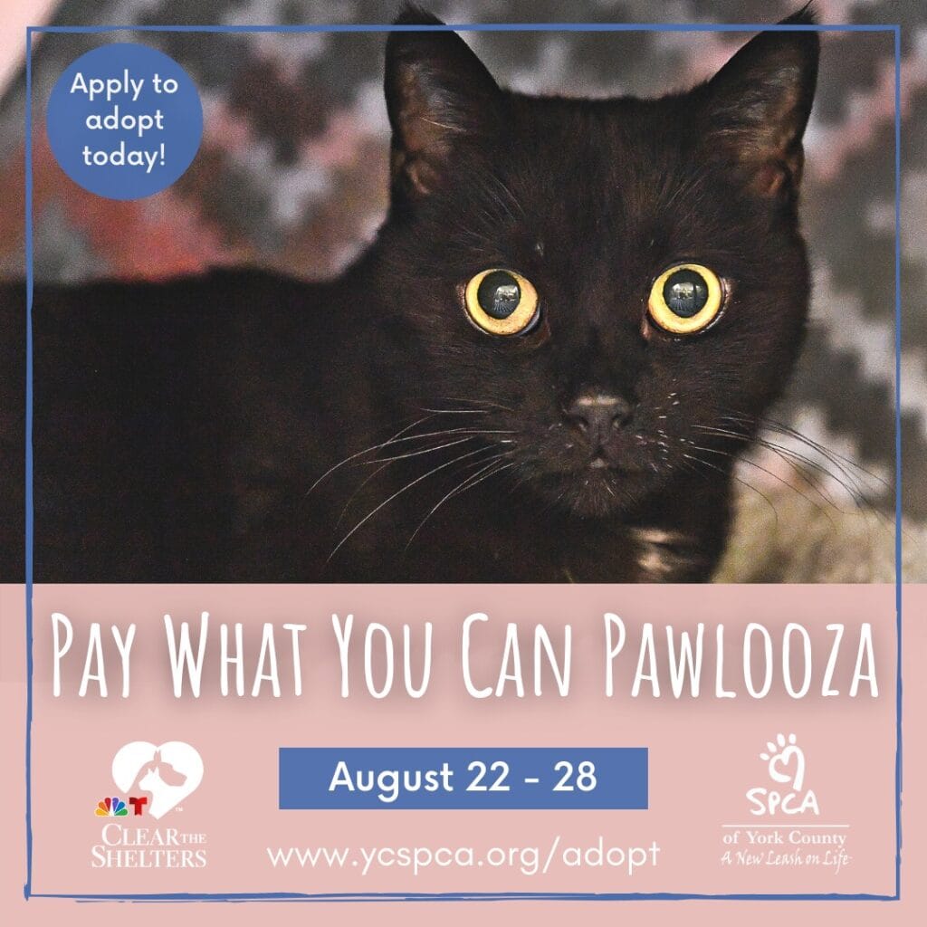 Black cat adoption event promotion