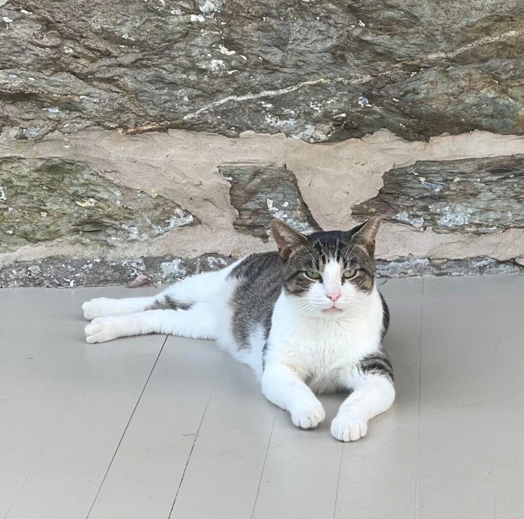 Relaxed cat lounging on floor.
