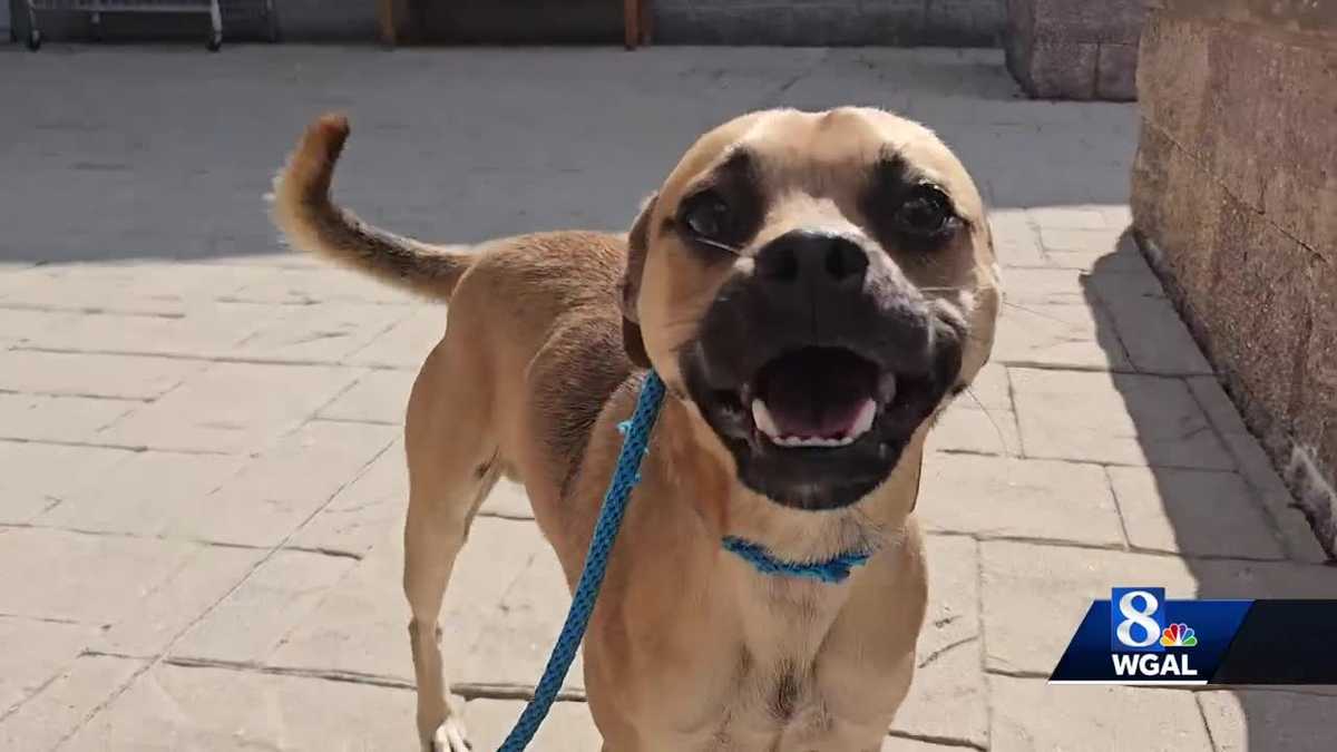 atlas the dog