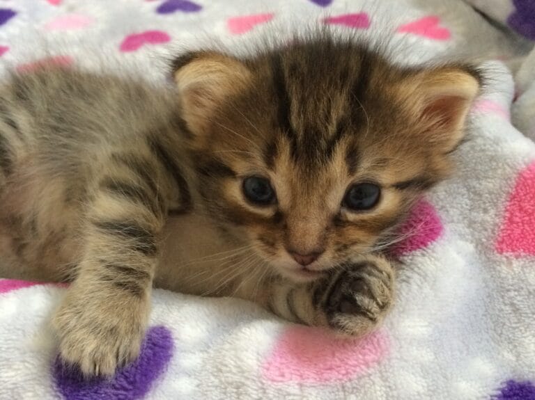Cute kitten on a soft blanket.