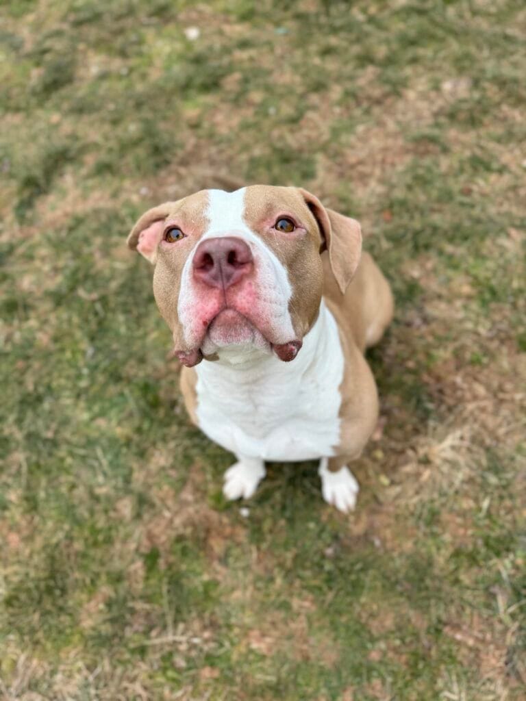 Brown and white dog sitting outdoors