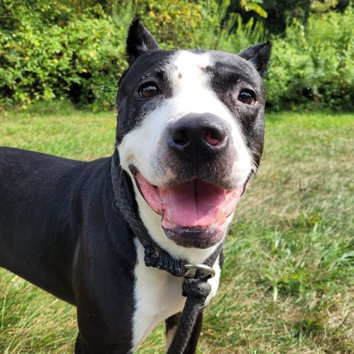 Happy dog in grassy field