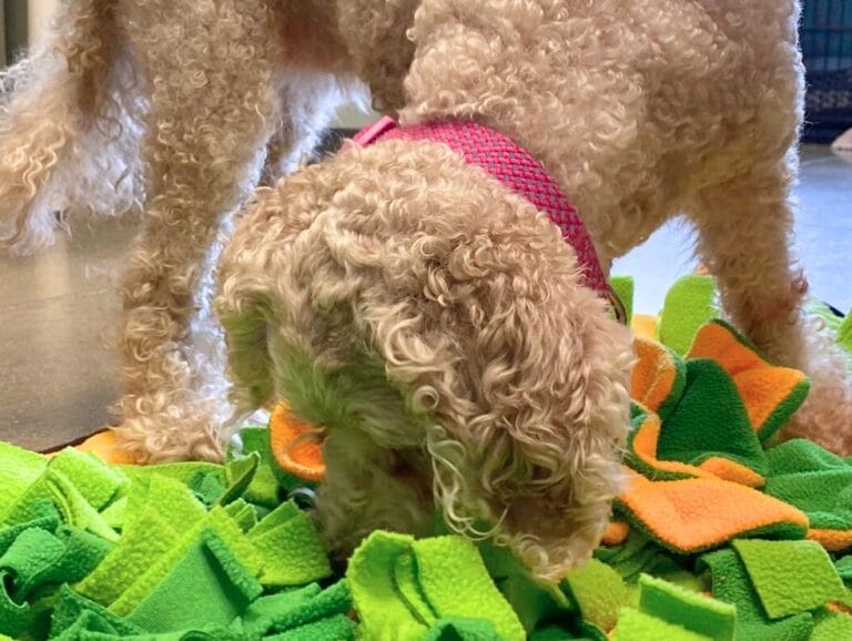 Dog sniffing a colorful snuffle mat