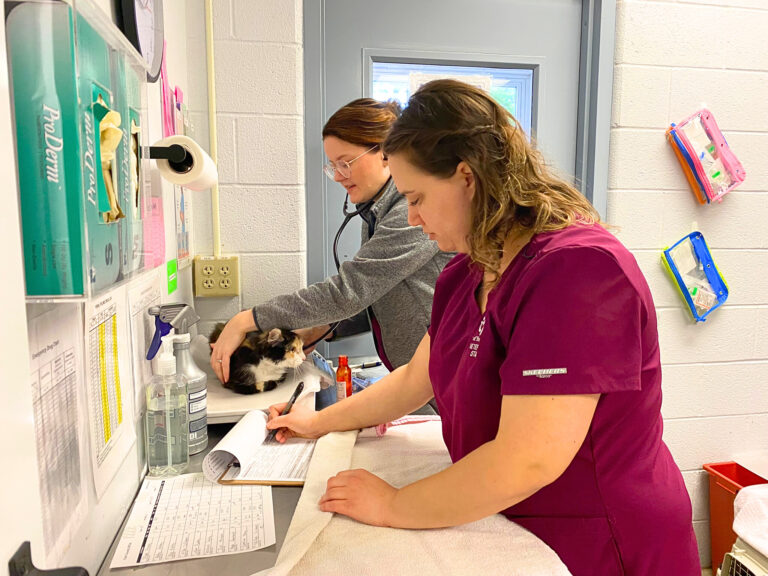 Veterinary staff examining a calico cat.