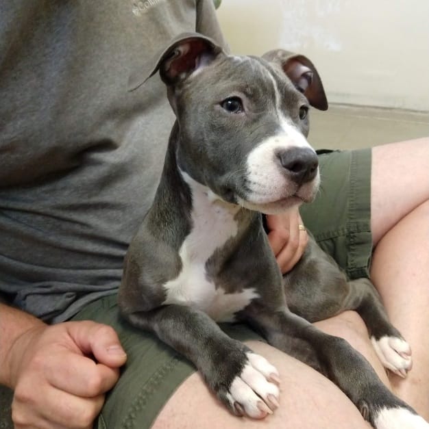 Gray puppy sitting on lap
