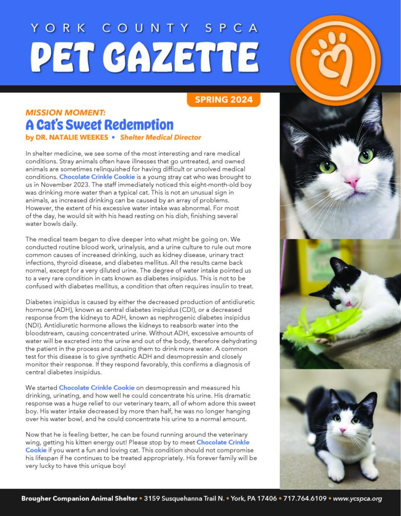 Pet Gazette Spring 2024 cover.