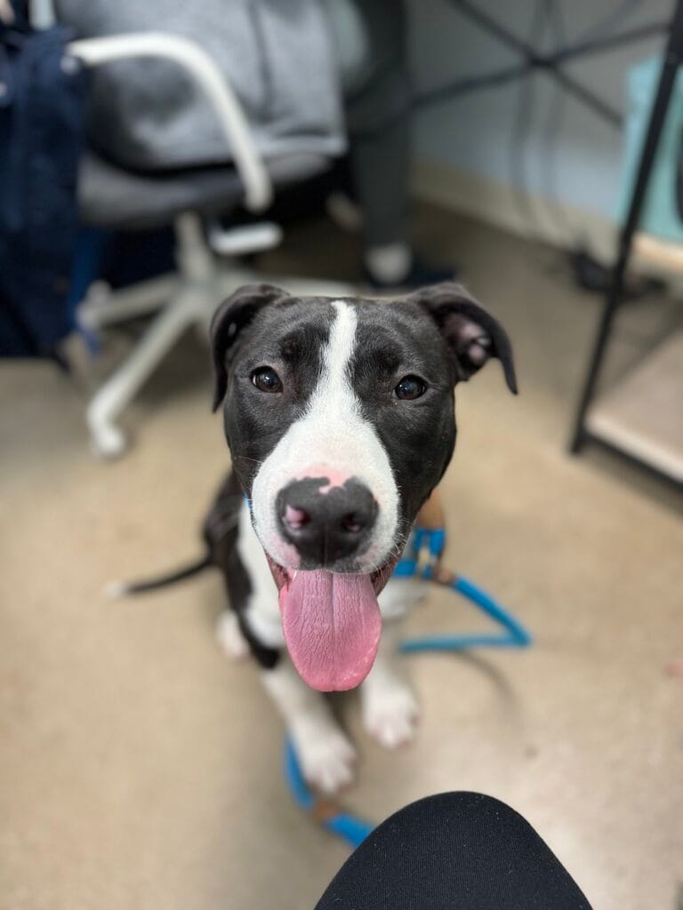 Happy dog with tongue out