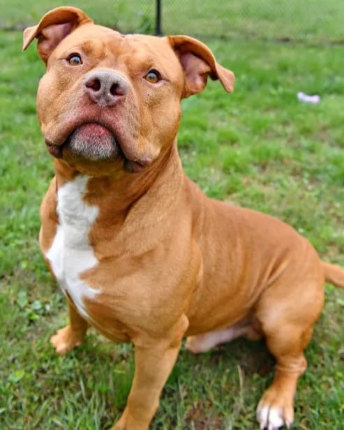 Brown dog sitting on grass.