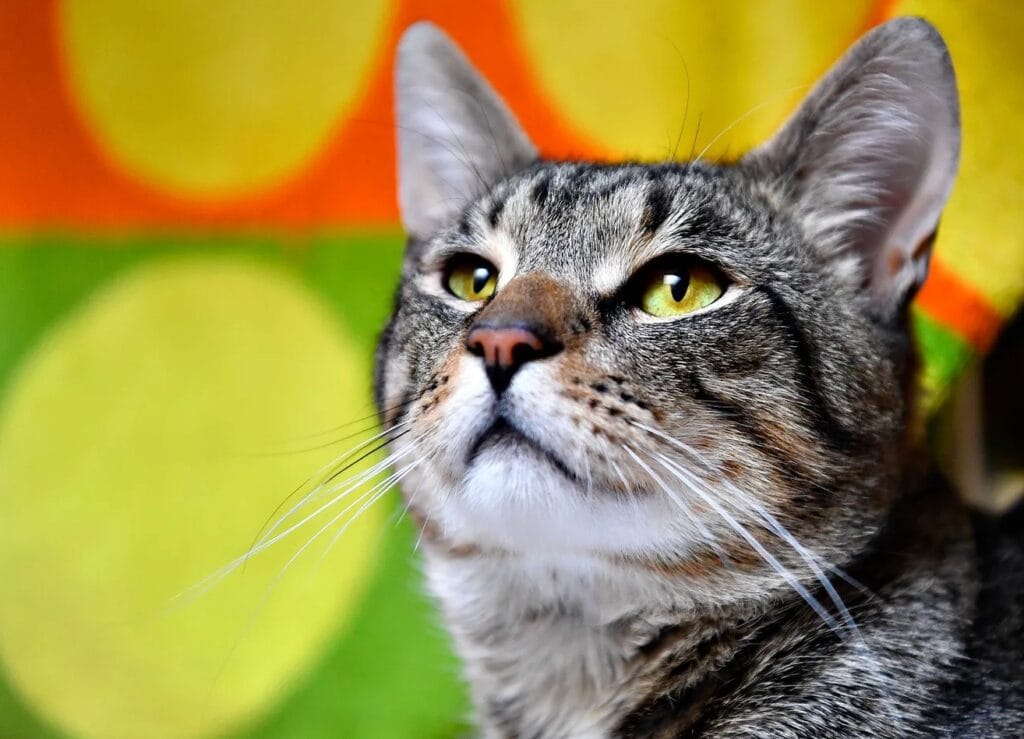 Close-up of a curious tabby cat