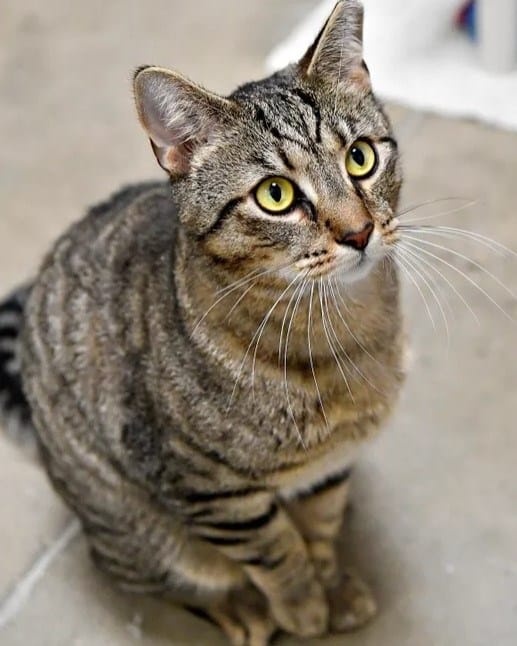 Curious tabby cat looking up