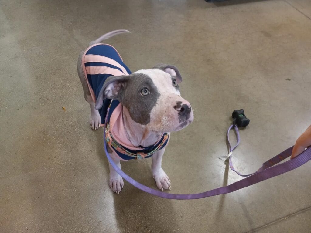 Dog wearing a stylish outfit.