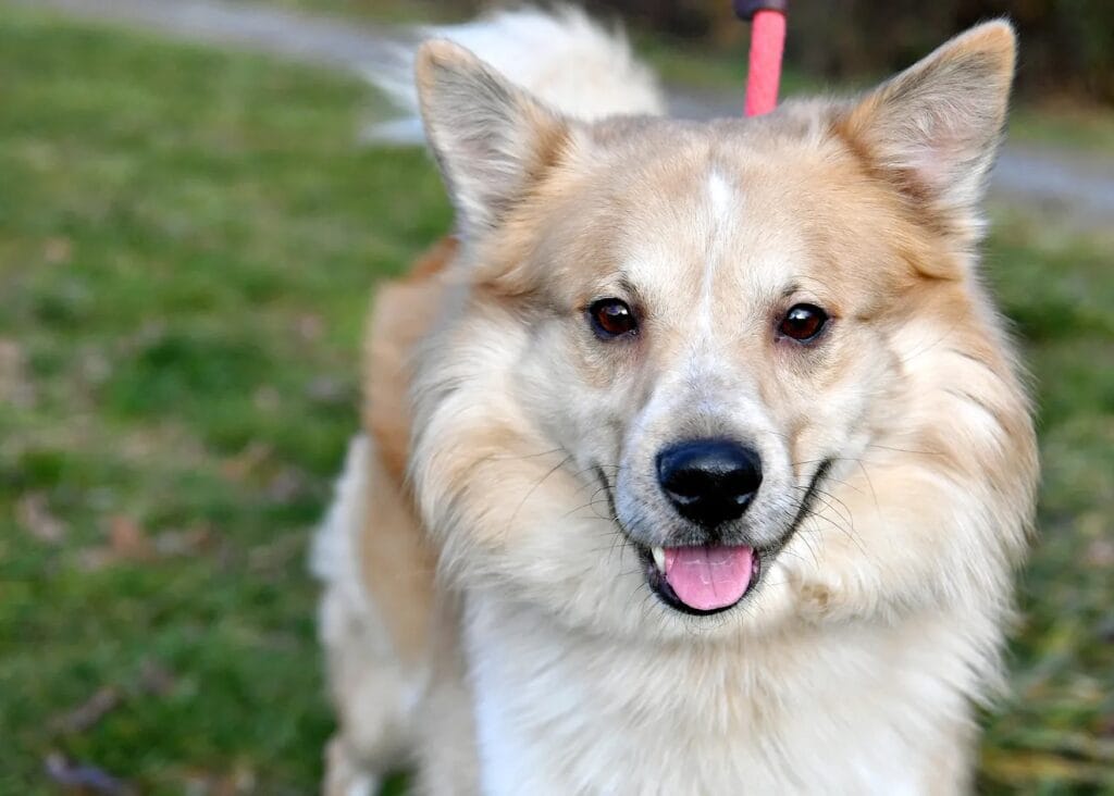 Dog standing on grassy area.