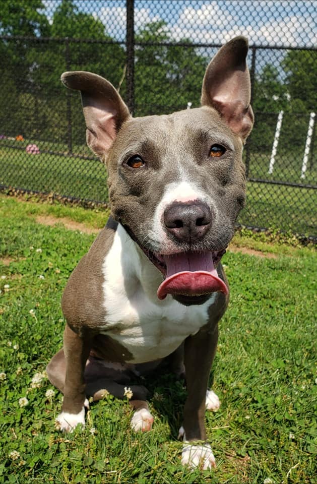 Happy dog with tongue out