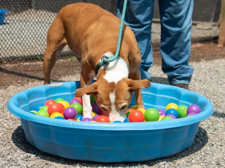 Dog playing in colorful ball pool