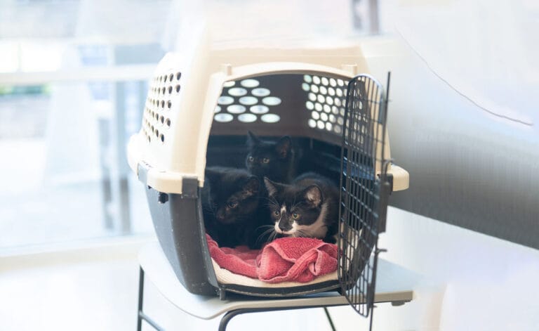 Three cats inside a carrier
