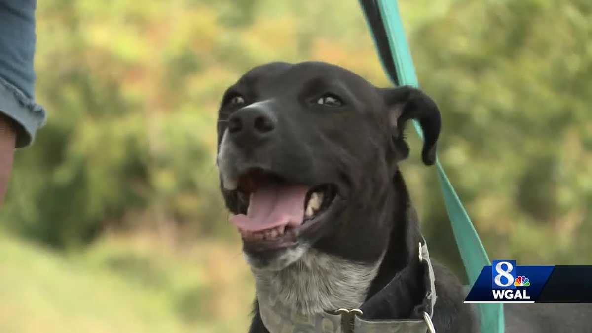 york spca adoptions