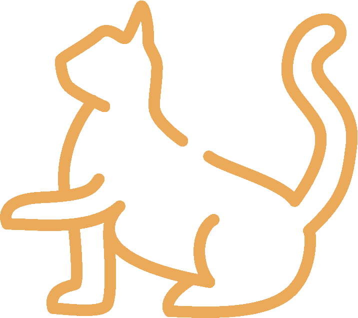 cat yellow