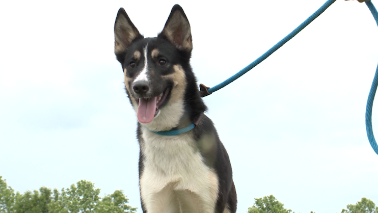 dog at york county spca 663d5a1b09d5e.png?crop=0