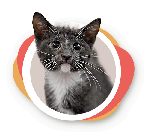 Gray cat with white chest.