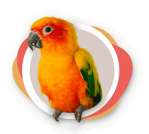 parakeet feature4